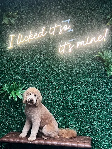 Milltown-Pet-gallery-1