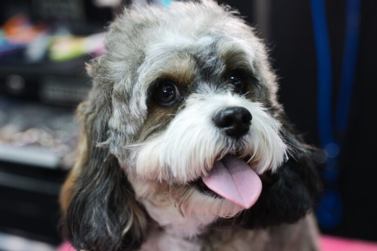 Milltown-Pet-gallery-3