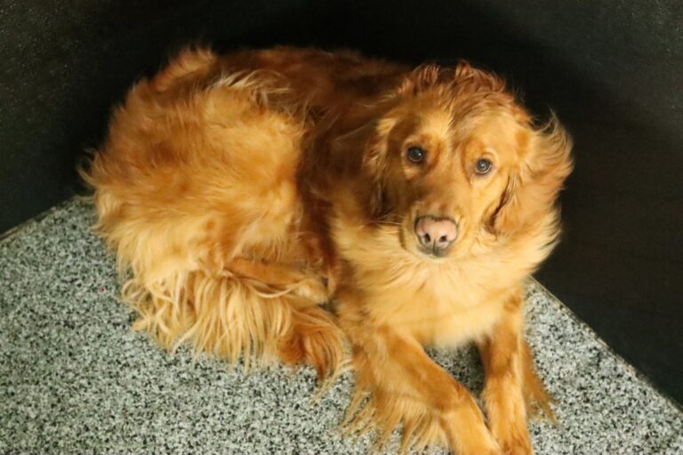 Milltown-Pet-gallery-5