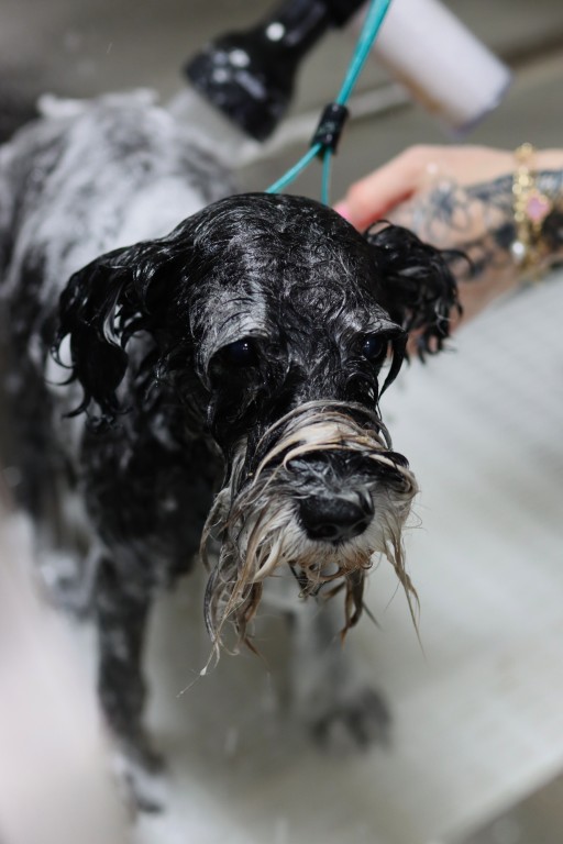 Milltown-Pet-gallery-6