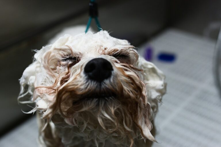 Milltown-Pet-gallery-7