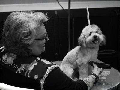 Premium Pet Styling white dog